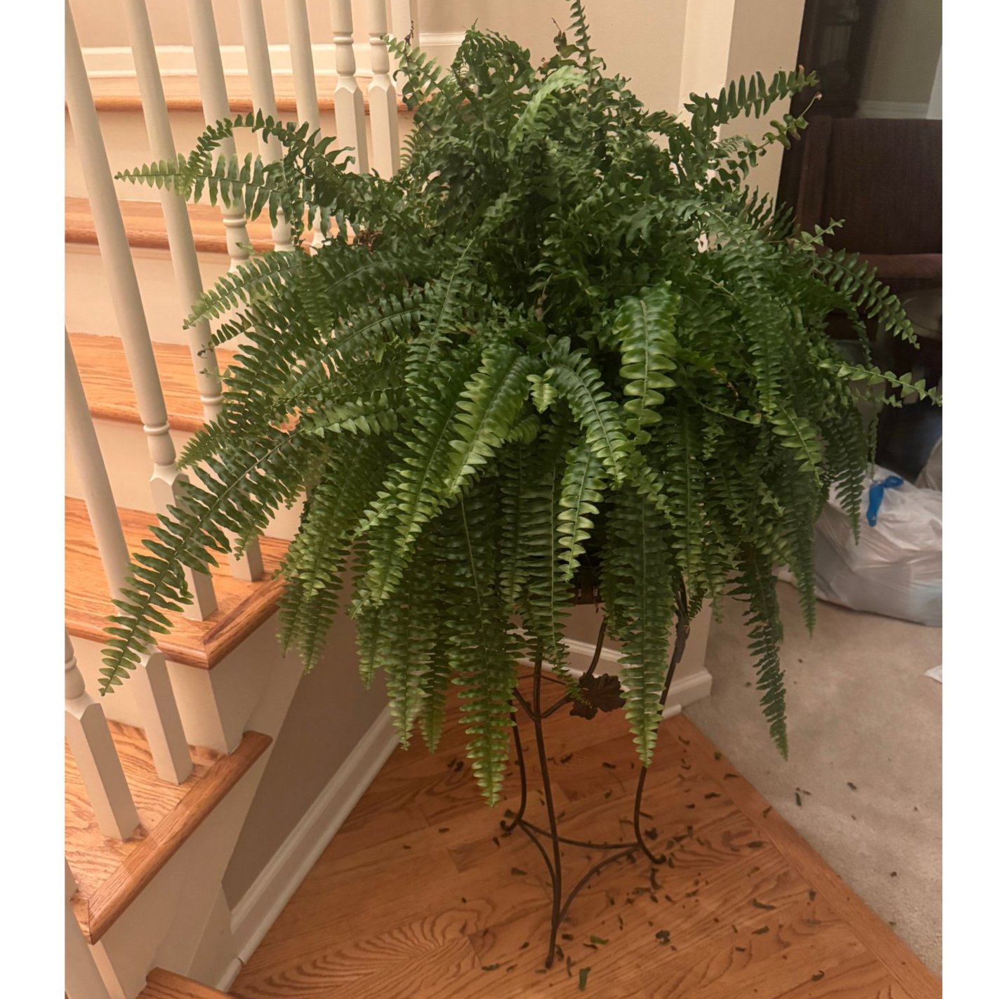 Large Live Boston Fern with Bronze Metal Plant Stand Leaf Accent Local Pickup
