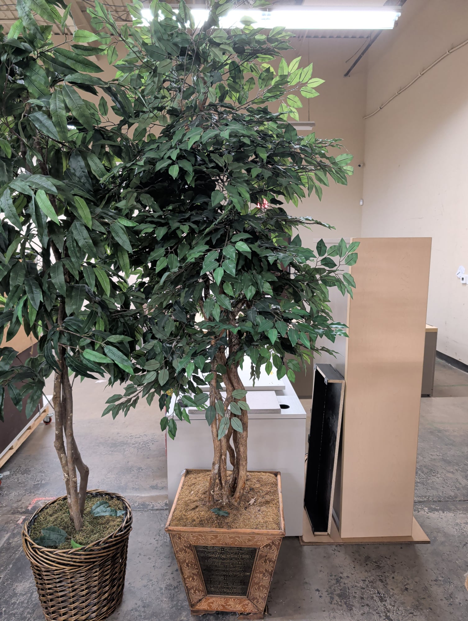 Set of 3 Large Artificial Ficus Trees 8ft Tall - Commercial Grade