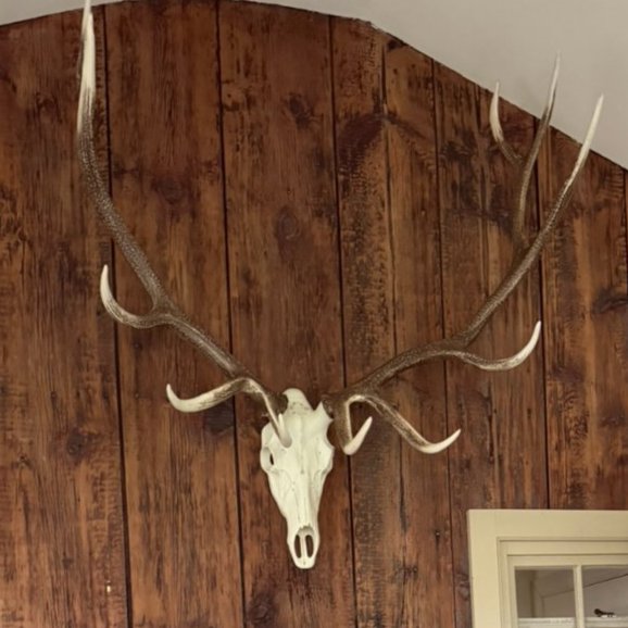 Large European Elk Skull Mount with Full Antler Rack - Wall Decor